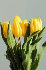 Naklejka premium bunch of yellow tulips, fresh nice flowers 