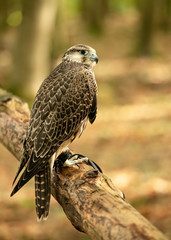 Kestrel