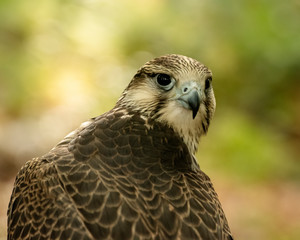 Kestrel