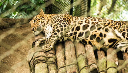 Leopard - I wish i was free & wild.