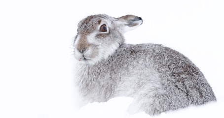Picture show a wild mountain hare sitting on snow in the Scottish highlands national park,  the Cairngorms.  These hares (rabbits) are native to the British Isle and leave on higher ground © jamie