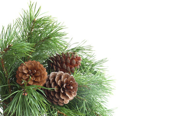 Fototapeta premium Pine tree on white