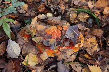 Mushroom