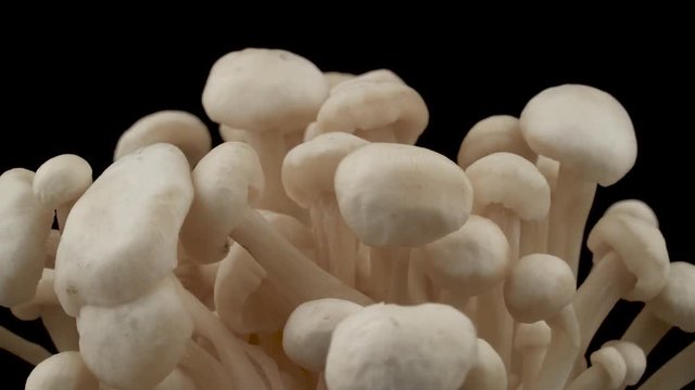 Macro shooting of enokitake mushroom cups. Rotating on the turntable. Isolated on the black background. Close-up.