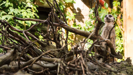 A beautiful animal stands on a tree meerkat, gopher, nature background. Concept: Meerkat family, Wildlife, Park, zoo.	