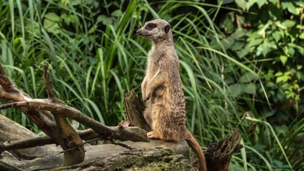 A beautiful animal stands on a tree meerkat, gopher, nature background. Concept: Meerkat family, Wildlife, Park, zoo.	