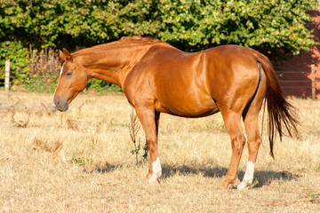 A beautiful light-brown horse stands on a meadow and looking at the camera with head raised and ears forward