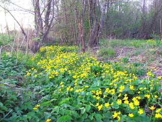 Fototapeta premium Yellow flowers in the spring