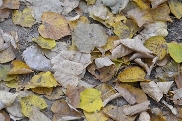 Осенняя листва на земле