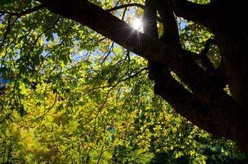 Herbst in den Wäldern der Pyrenäen