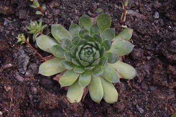 Planta tipo crasa de jardín 