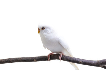 The white budgerigar bird