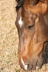 Naklejka na ściany i meble A close up of the mouth of a horse as it eats hay