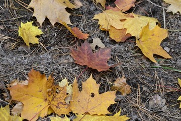 Разноцветные кленовые листья осенью