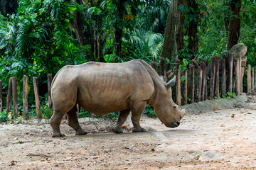 Fototapeta premium Rhinoceros