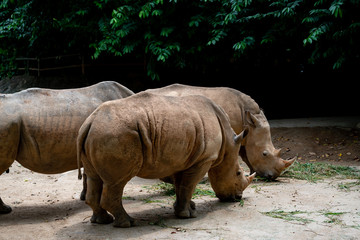 Naklejka premium Rhinoceros