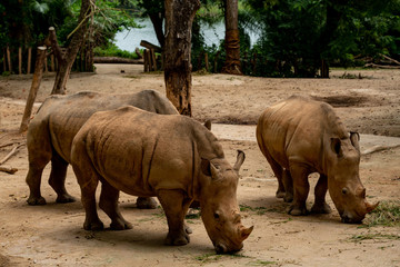 Obraz premium Rhinoceros