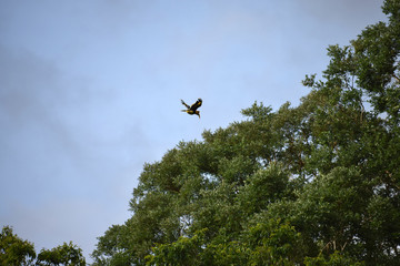 The great horn bill found in thekkady, kerala, India