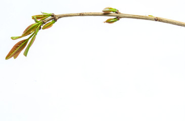 leaves branch isolated on white background