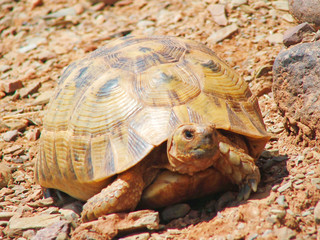 turtle on the road