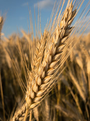 Ears of Grain