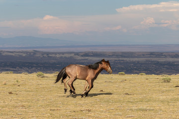 Naklejka premium Pair of Wild horses