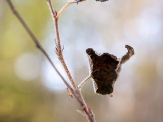 Dry, rolled up leaf