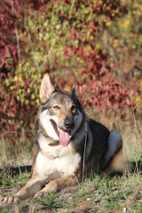 Obraz premium Tschechoslowakischer Wolfhund