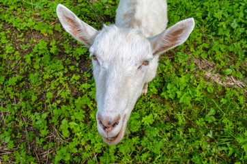 Obraz premium white goat head large