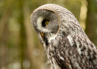 Obraz premium Great Grey Owl in captivity