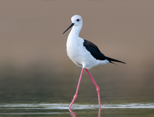 Black-winged Stilt Portrait
