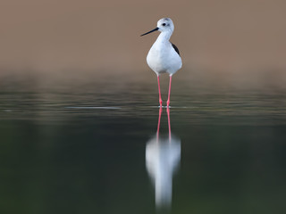 Black-winged Stilt Portrait