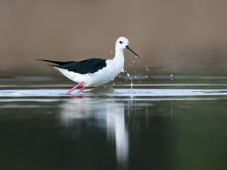 Black-winged Stilt Closeup Portrait