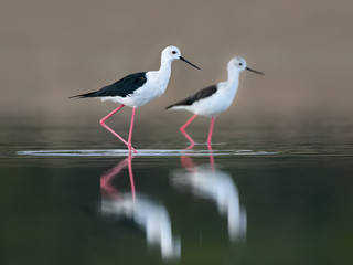 Black-winged Stilt Portrait