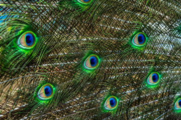 Male peacock feathers close up, abstract