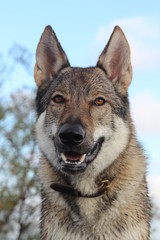 Tschechoslowakischer Wolfhund