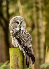 Great Grey Owl in captivity