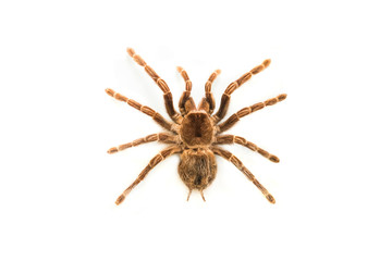 spider brachypelma smithyisolated