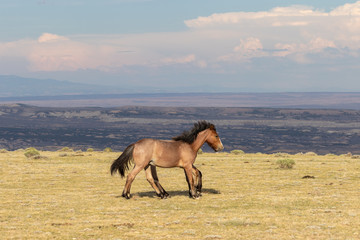 Pair of Wild horses