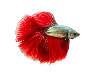 Foto op Plexiglas The moving moment beautiful of siamese betta fish or splendens fighting fish in thailand on isolated white background. Thailand called Pla-kad or biting fish. © Soonthorn