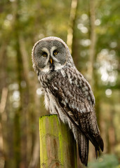 Great Grey Owl in captivity