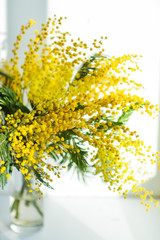 branch of Mimosa in a glass vase on the window on white background, greeting card, mockup, background for greetings on mother's day, international women's day, soft focus