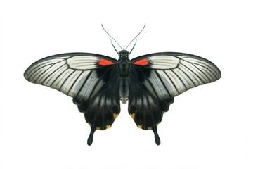 black  butterfly isolated