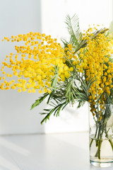 branch of Mimosa in a glass vase on the window on white background, greeting card, mockup, background for greetings on mother's day, international women's day