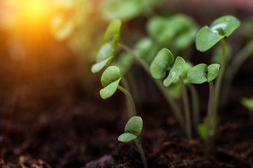basil sprouts background
