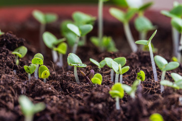 basil sprouts background