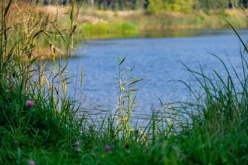 green foliage in early autumn with blur background