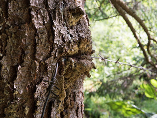 Barbed wire and tree