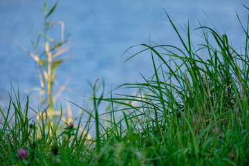 green foliage in early autumn with blur background
