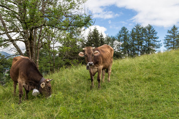 Cows grazing in hight altitude in the Allgau. Bavaria. Germany.